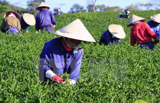 Ngành chè Lâm Đồng đang lâm vào cảnh lao đao do thị trường